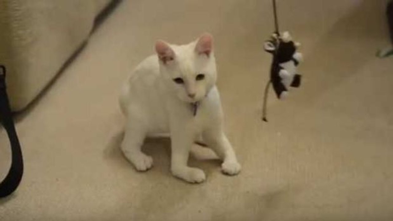 Harvey, der kleine Kater ohne Knochen in den Vorderbeinen