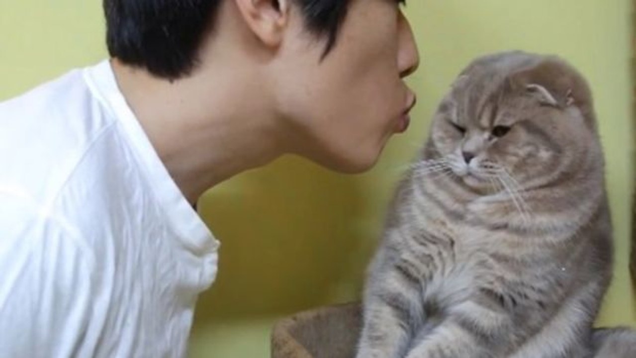 Diese Katzen wollen einfach nicht geküsst werden!
