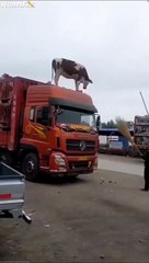 Mais que fait cette vache sur ke toit du camion ???