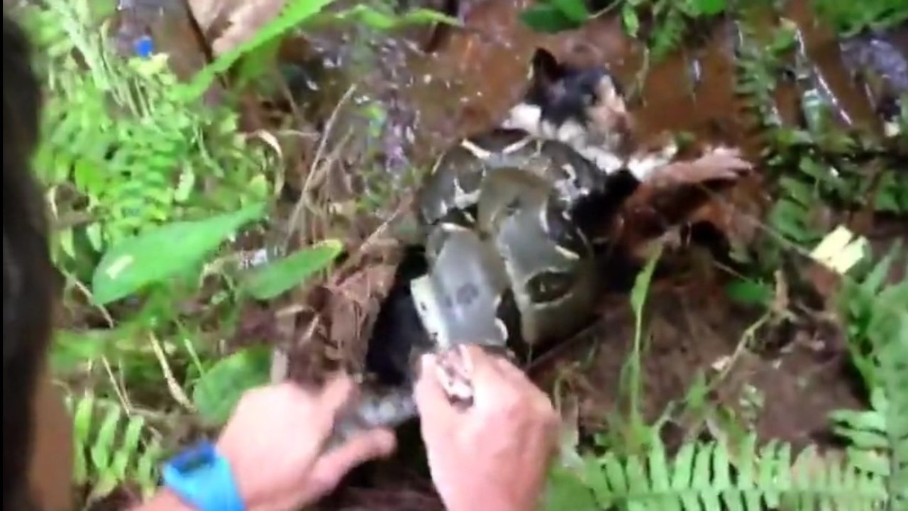 Zwei Männer retten eine Katze aus der Umklammerung einer Boa