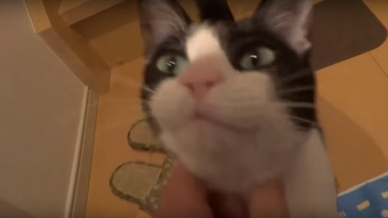 Diese Katze begrüsst ihren Besitzer mit rührender Begeisterung, jedesmal wenn er nach Hause kommt