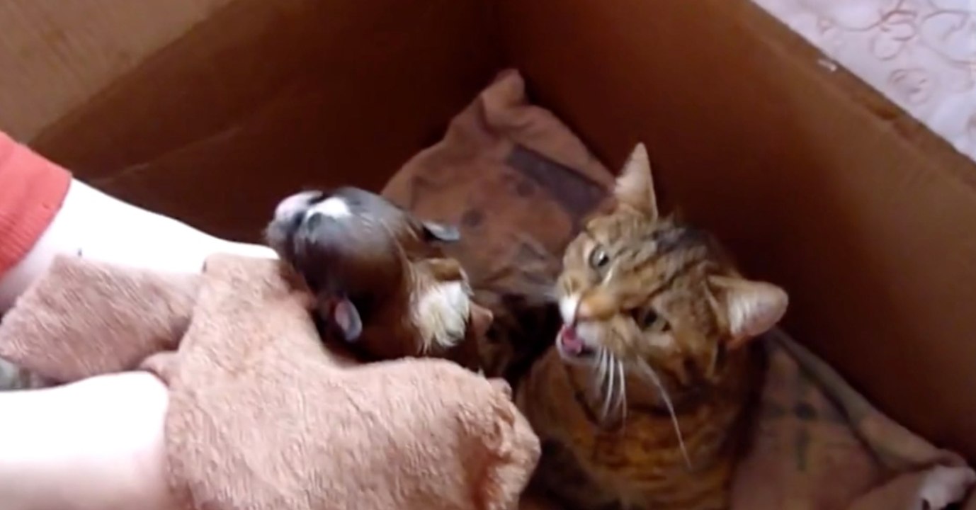 Sie übergibt den Welpen einer Katzenmama - ihre Reaktion macht sprachlos