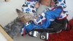 Dieser entzückende Yorkshire Terrier deckt ein Baby zu, das ohne Decke eingeschlafen ist