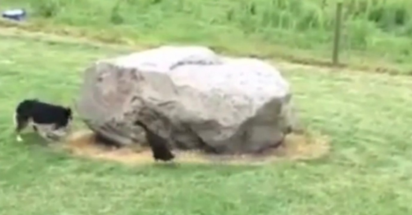 Dieser hund spielt fangen mit einer ente