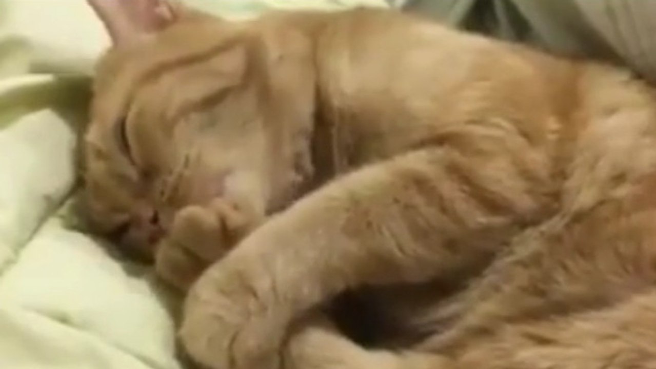 Eine Katze nuckelt an ihrer Pfote, um einzuschlafen