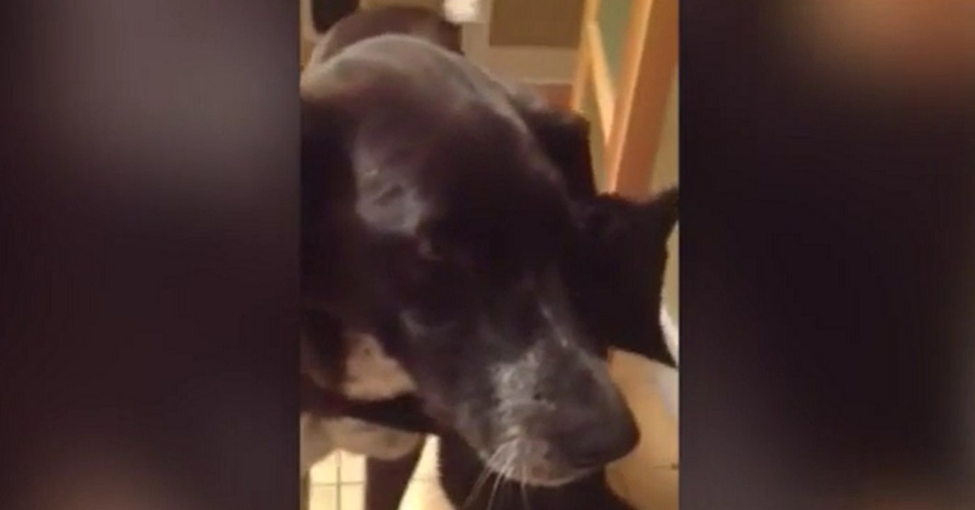 Die Reaktion der Katze auf den vermissten Hund rührt ihre Besitzer zu Tränen