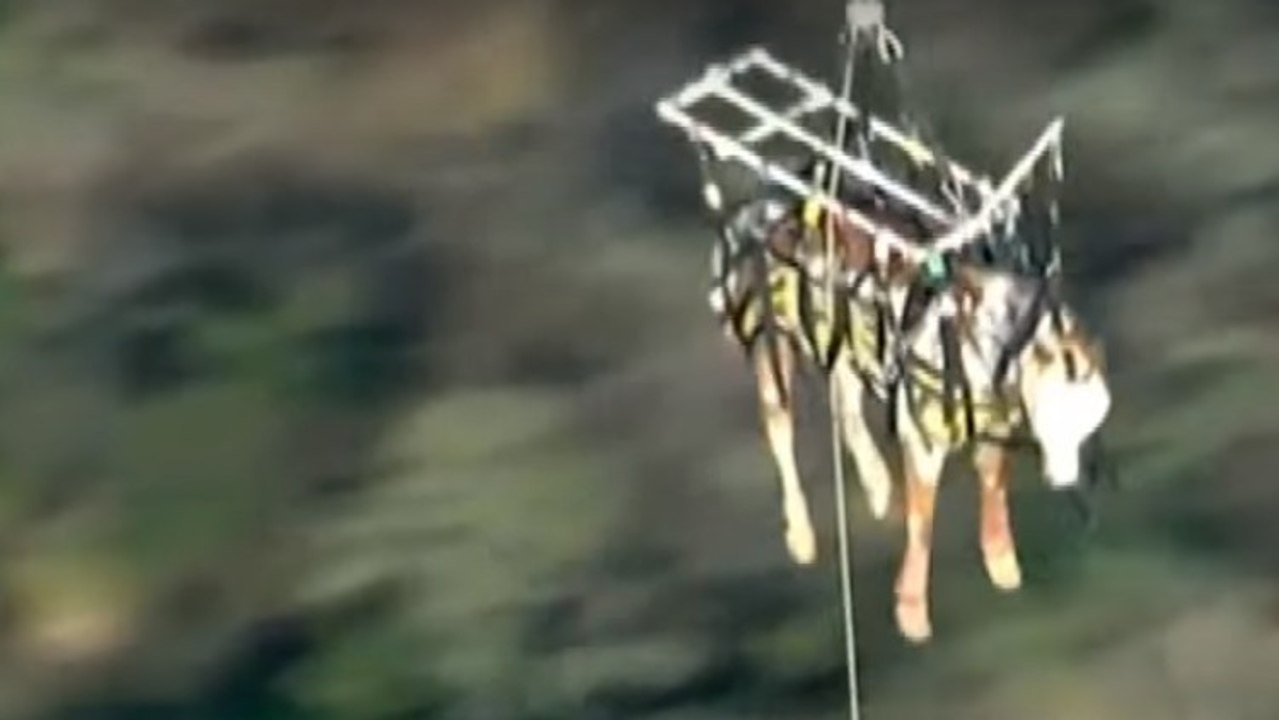 Spektakuläre Rettung eines Pferdes per Hubschrauber