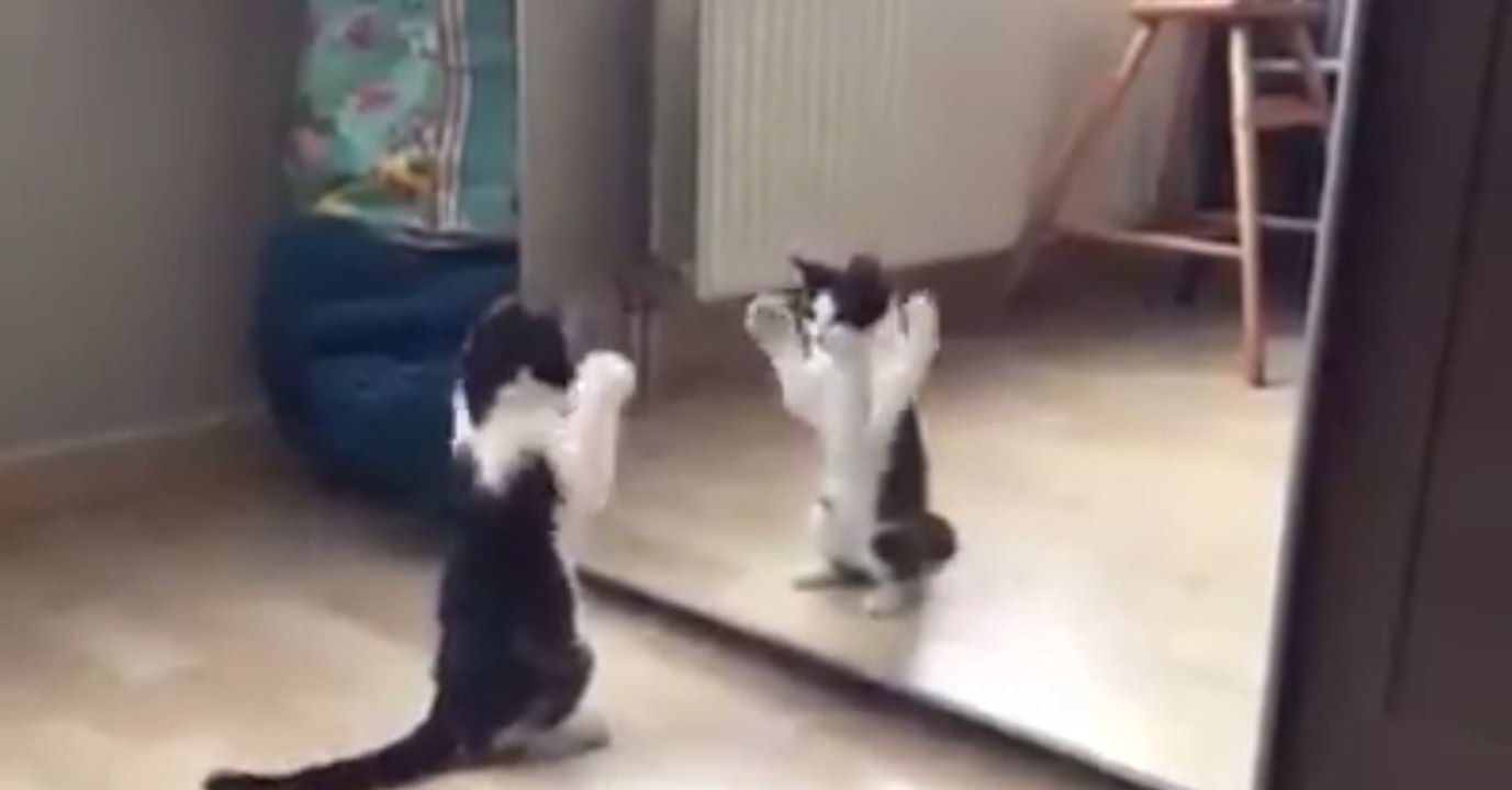 Ein Kätzchen entdeckt sein Spiegelbild und hält es für einen Spielkameraden