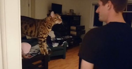 Die Bengalkatze hat eine ganz besondere Art mit ihrem Herrchen zu kommunizieren!