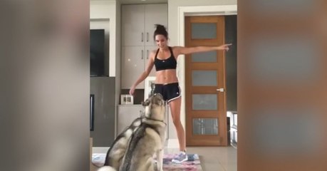 Diese Huskys wollen auch eine Runde Sport treiben!