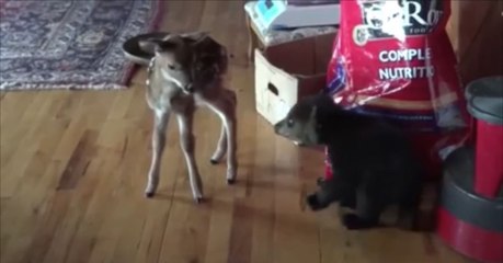 Dieses kleine Bärchen hat ein Rehkitz als Spielkameraden gefunden