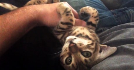 Diese kleine Bengalkatze liebt es, am Bäuchlein gekrault zu werden