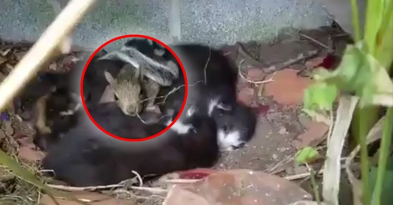 Ein kleines Eichhörnchen kuschelt mit einer Katzenfamilie