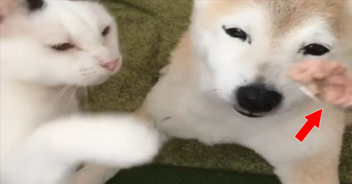 Zeit zum Fressen! Ein Löffel Fleischpastete für Hund und Katze