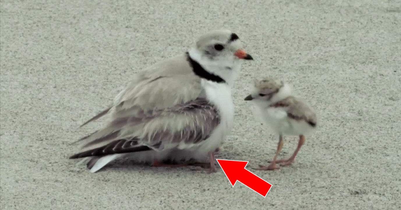 Dieser kleine Regenpfeifer sucht Unterschlupf bei Mama