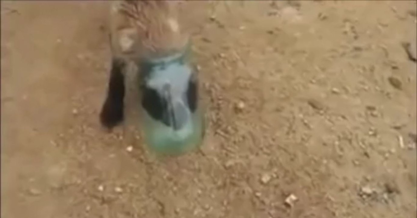 Zwei Männer finden einen Fuchswelpen und befreien ihn von dem Glas, in dem er mit dem Kopf stecken geblieben ist