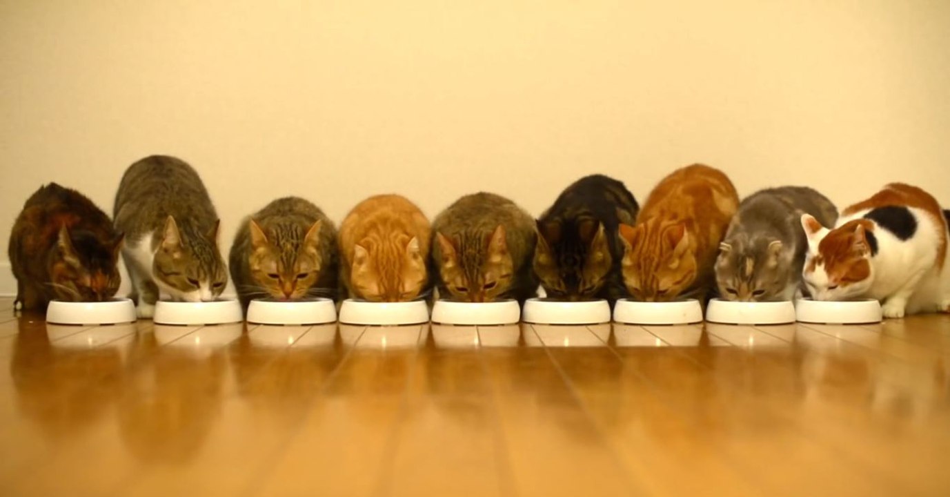 Mahlzeit! Neun Katzen essen zusammen