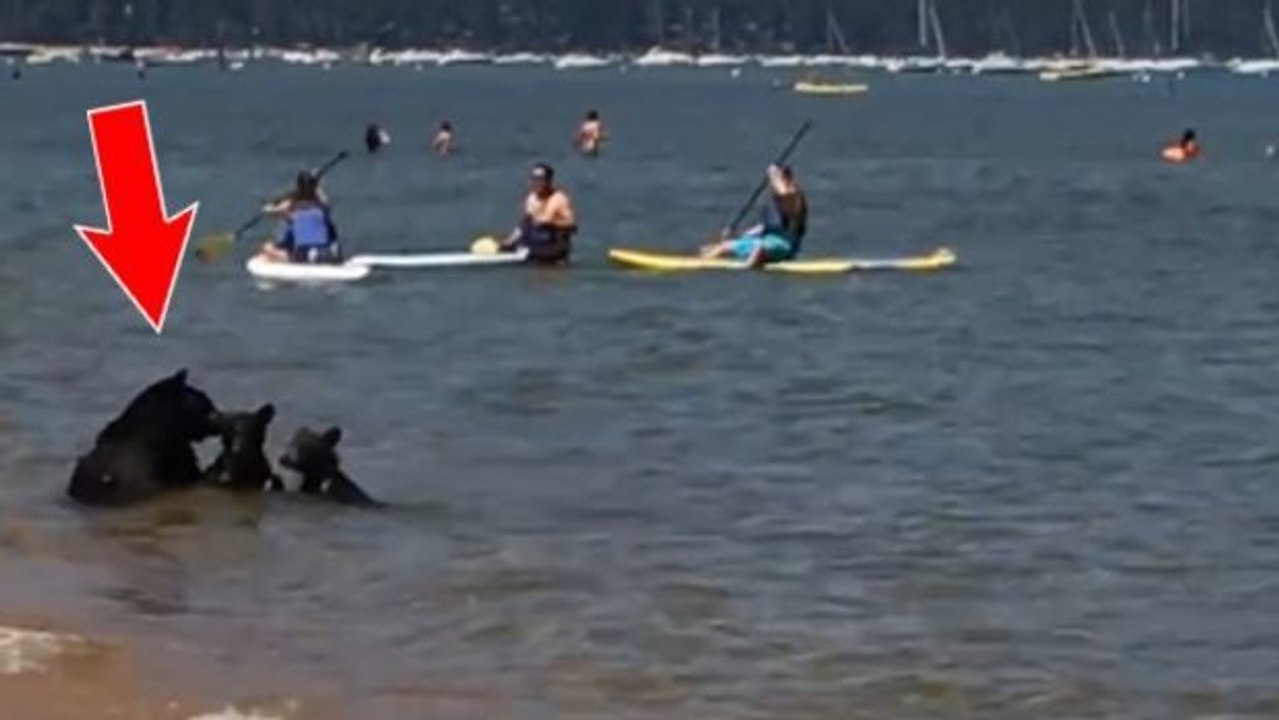 Eine Schwarzbärin und ihre zwei Jungen baden im Tahoe See in Kalifornien inmitten von Touristen