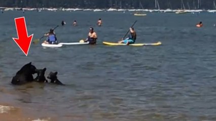 Eine Schwarzbärin und ihre zwei Jungen baden im Tahoe See in Kalifornien inmitten von Touristen