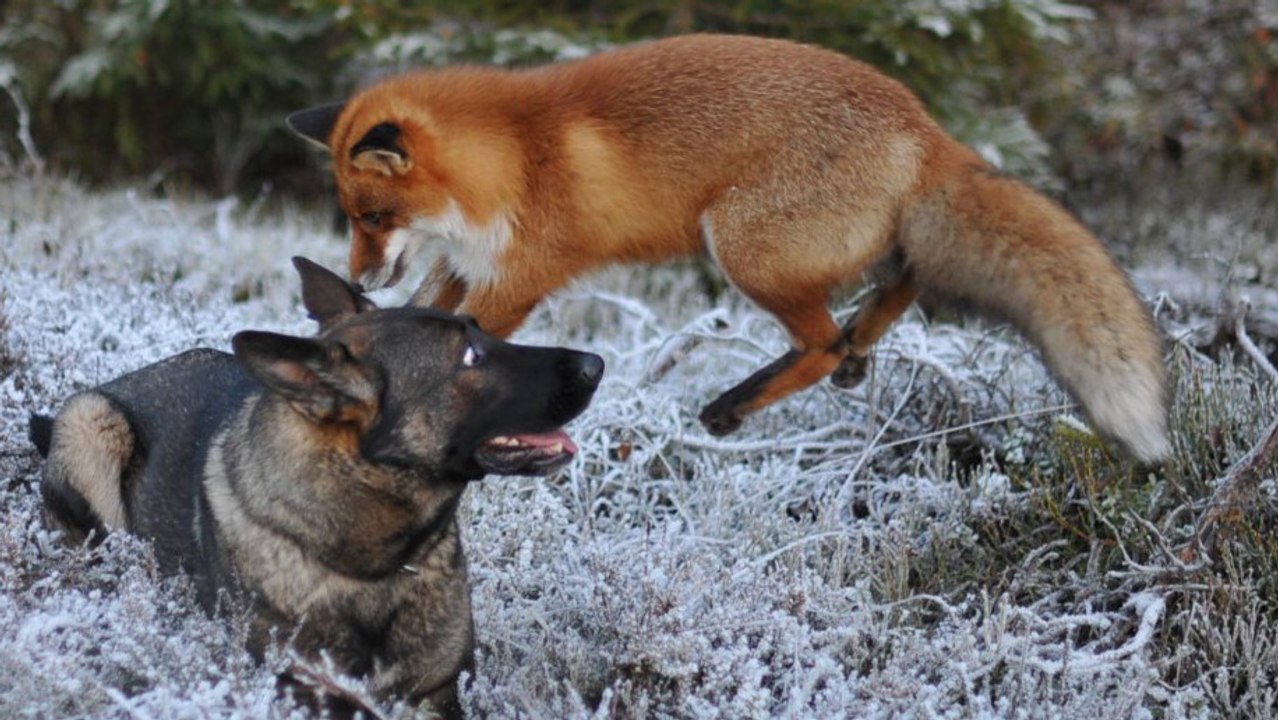 Ein Hund und ein Fuchs haben eine ungewöhnliche Freundschaft geschlossen