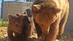 Misshandelte Bären: Kamerateam filmt herzzerreißende erste Minuten in Freiheit