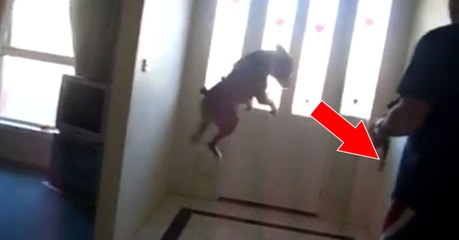 Als sein Herrchen ihn fragt, ob er Gassi gehen will, hat dieser Boxer eine urkomische Reaktion