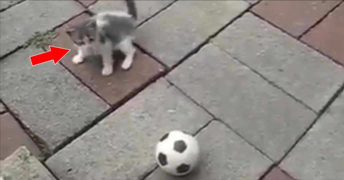 Dieses Kätzchen findet einen zu großen Fußball