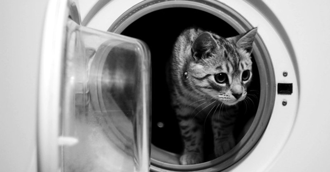 In England überlebt ein Kätzchen einen 60 Grad-Waschgang in der Waschmaschine