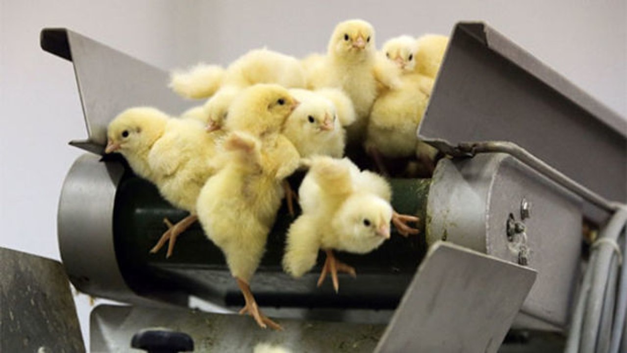 In den Vereinigten Staaten wird das Kükenschreddern bald der Vergangenheit angehören