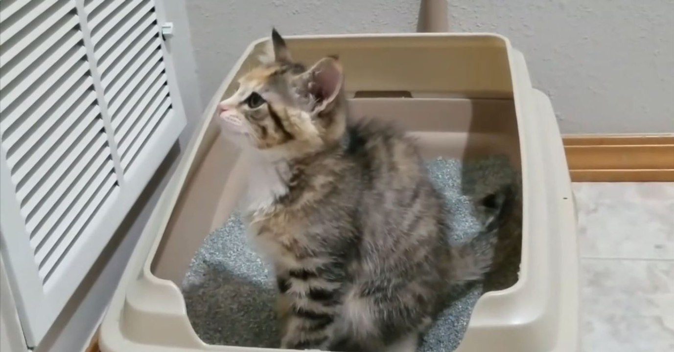 Dieses Kätzchen benutzt zum ersten Mal sein Katzenklo. Seine Reaktion darüber ist goldwert
