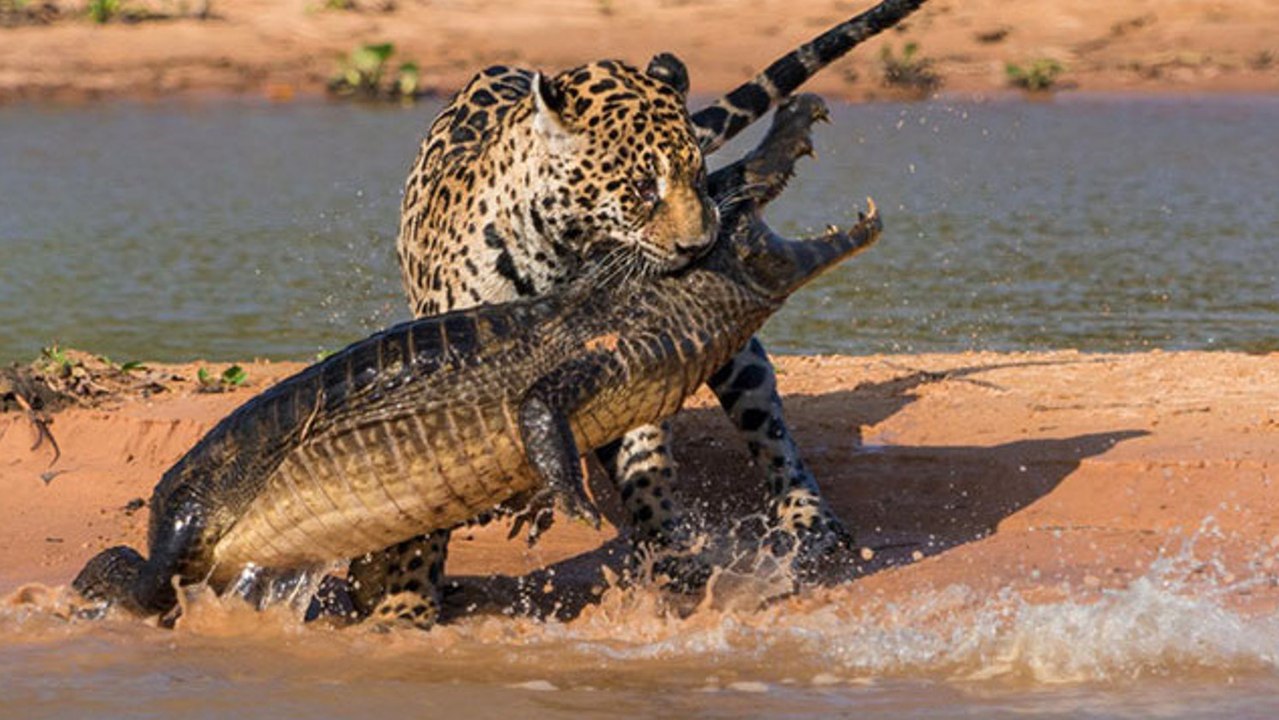 Ein unglaubliches Schauspiel der Natur in Brasilien: Angriff eines Jaguars auf einen Kaiman