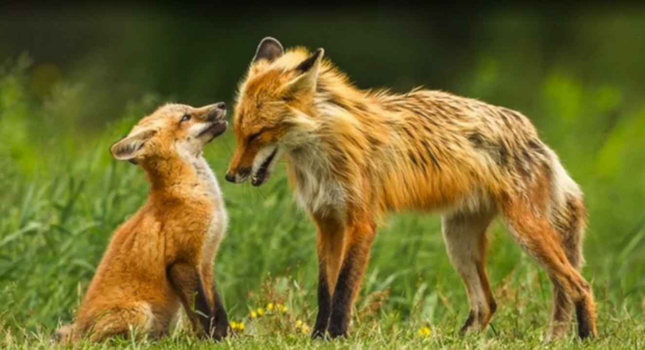 Es ist einfach rührend, wie sich dieses Fuchsmännchen um seinen Nachwuchs kümmert