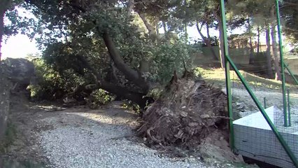 Côte Bleue, des arbres brisés par le vent