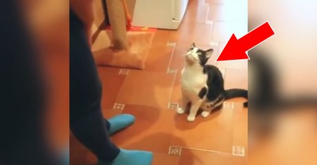 Diese Katze hat einen sehr niedlichen Trick drauf! Ihr werdet schmunzeln!