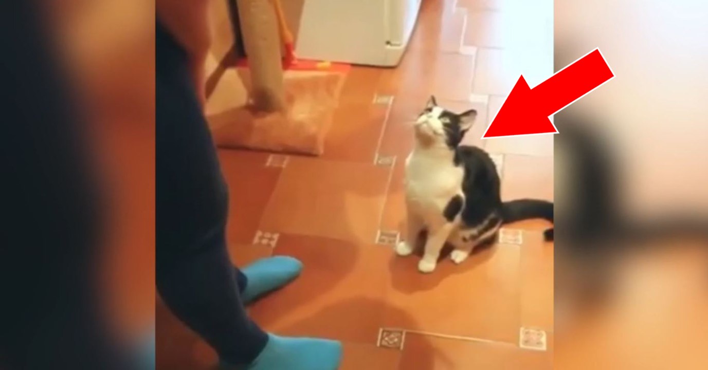 Diese Katze hat einen sehr niedlichen Trick drauf! Ihr werdet schmunzeln!