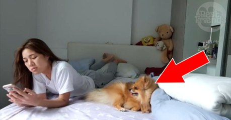 Download Video: Dieser Hund sucht verzweifelt die Aufmerksamkeit seines Frauchens, doch dann,...