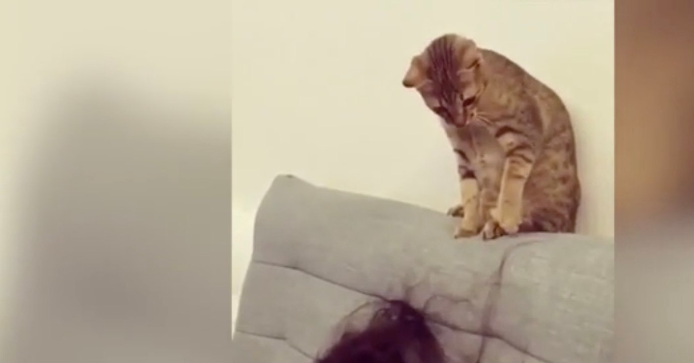 Was diese Katze anstellt, ist einfach nur süß!