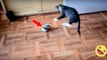 Dieses Kätzchen spielt ausgelassen mit seinem neuen Spielzeug - einem bellenden Mini-Roboter!