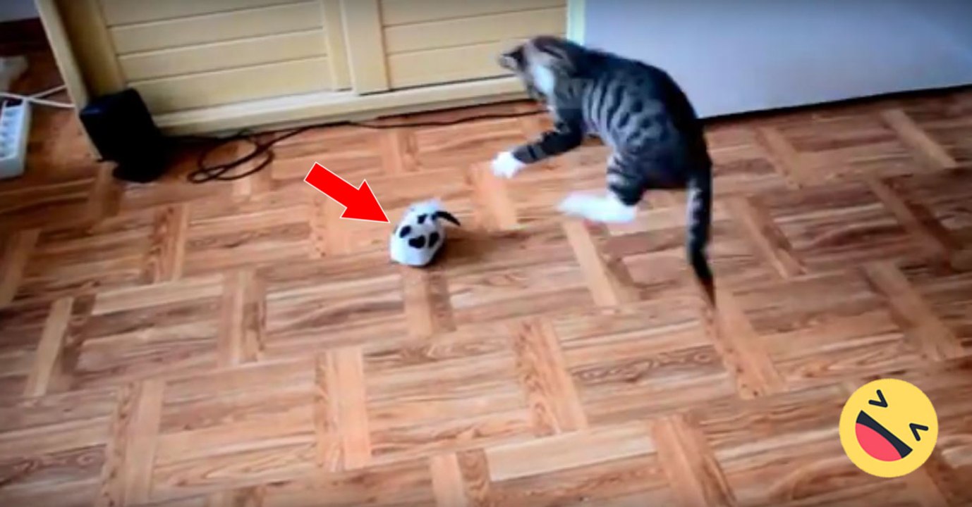 Dieses Kätzchen spielt ausgelassen mit seinem neuen Spielzeug - einem bellenden Mini-Roboter!