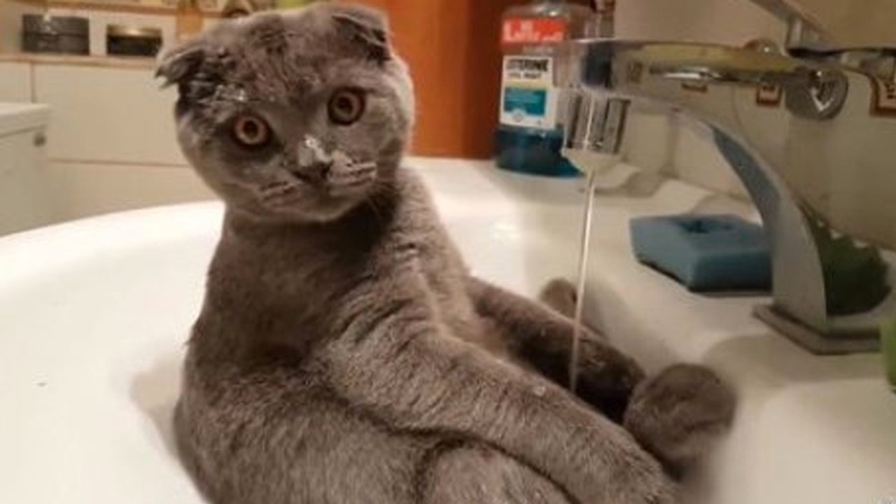 Dieses Kätzchen hat im Waschbecken eine total süße Angewohnheit!