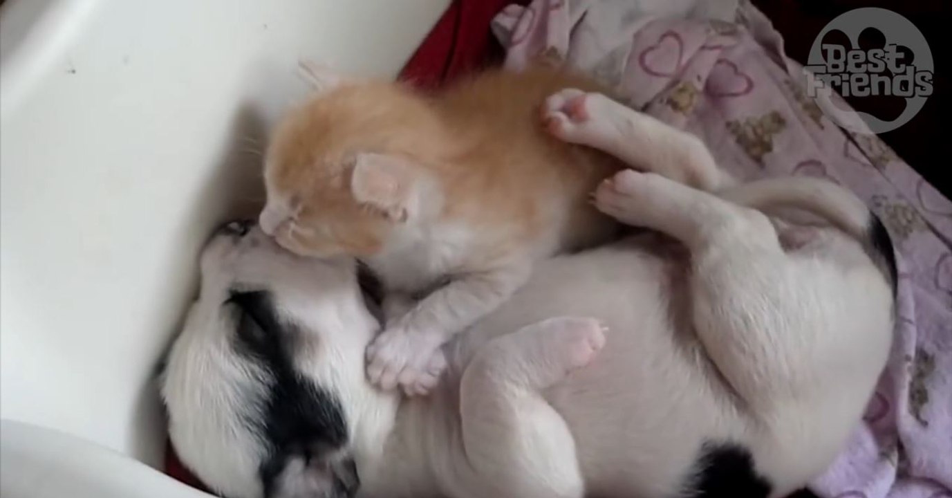 Diese beiden kuschelfreunde wurden gerade geweckt, doch seht was dann passiert!