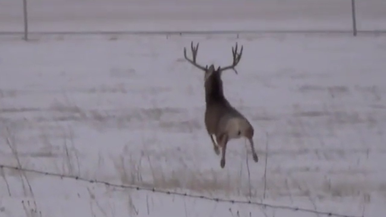 Dieser Hirsch springt munter durch die Gegend - doch dann passiert etwas Spektakuläres