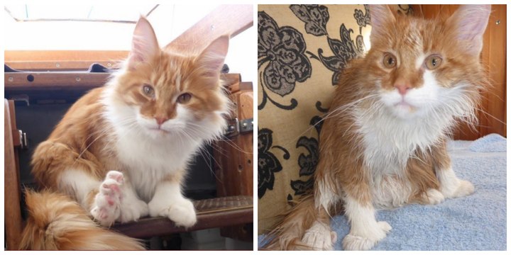 Das Maine Coon Kätzchen Skatty ersetzt die Ohren seines tauben Besitzers auf See