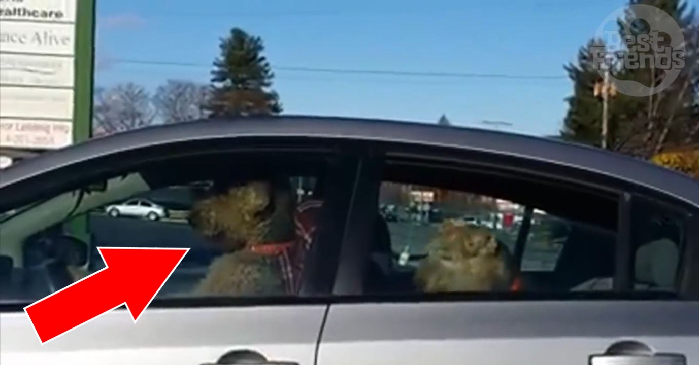 Vorsicht, die pelzigen Fahrer sind unterwegs!