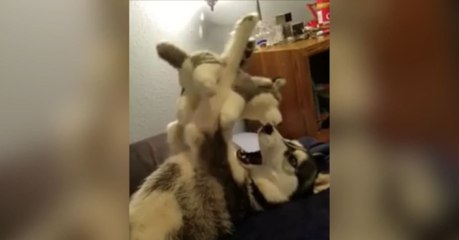 Husky spielt mit Plüschtier und hat Spaß dabei