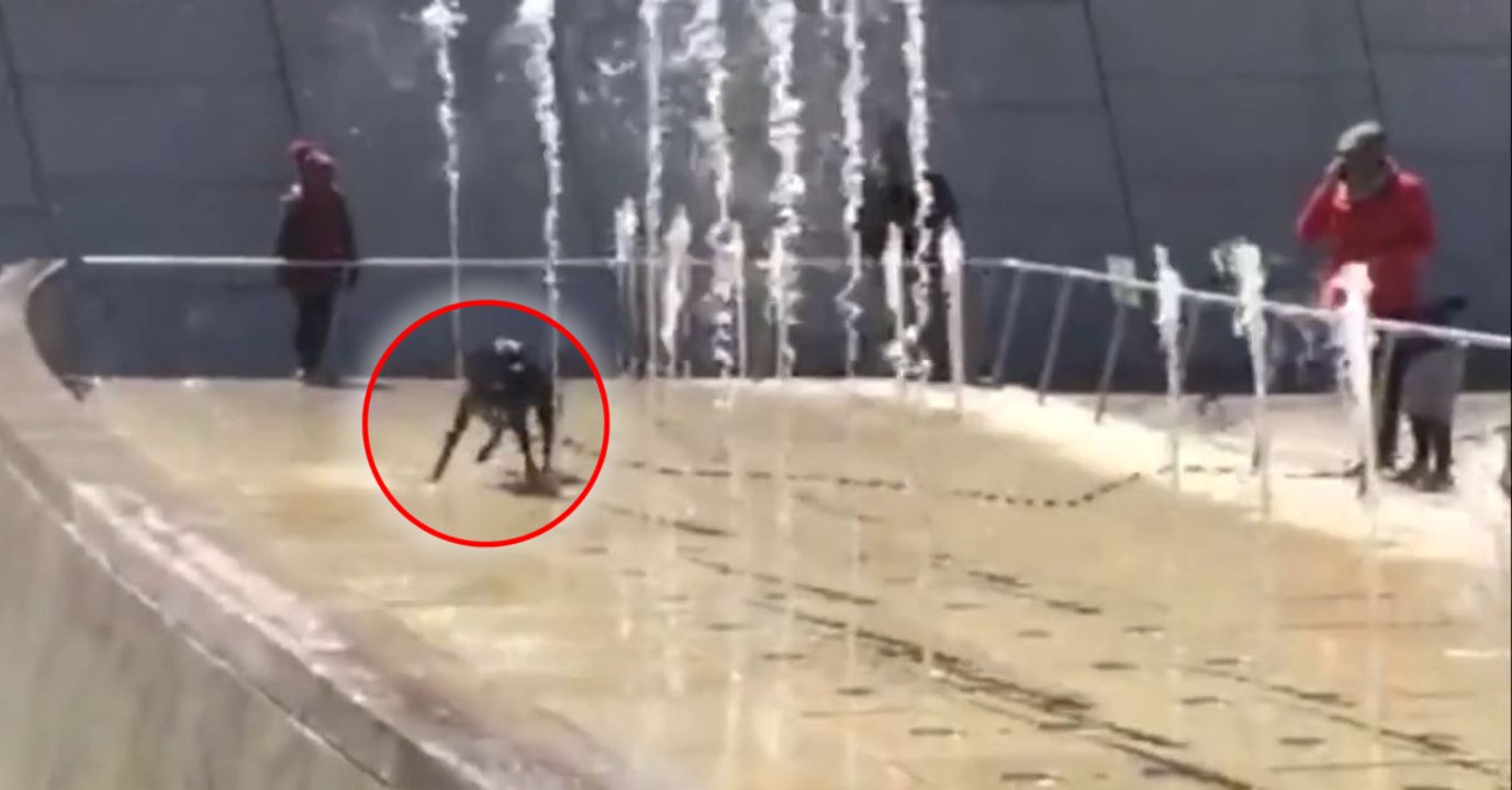 Dieser Hund weiß Badespass zu schätzen... Er amüsiert sich wie toll in den Wasserfontänen eines New Yorker Springbrunnens