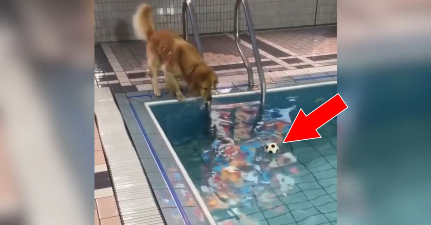 Ein Hund versucht einen Ball aus dem Schwimmbecken zu holen... bis es platsch macht!