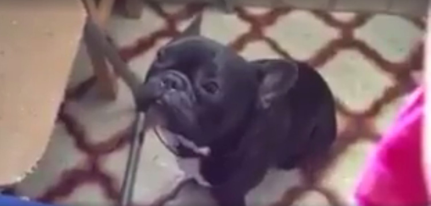Hund mit dem schlimmsten Bellen der Welt geht viral