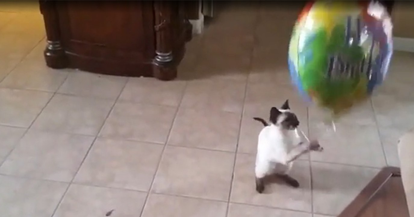 Eine Siamese-Katze spielt zuhause mit einem Heliumballon