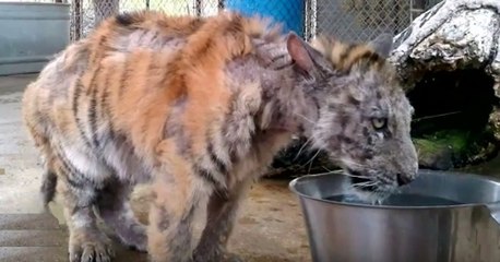 Video herunterladen: Dieses Tigerbaby wird in jämmerlichem Zustand aus einem Wanderzirkus gerettet! Was folgt, lässt euch das Herz aufgehen!